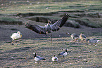 common crane