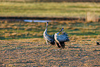 common cranes