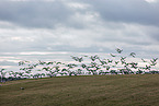common cranes
