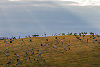 common cranes