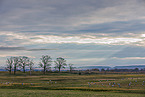 common cranes