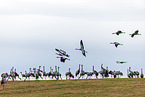 common cranes