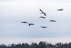 common cranes