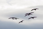 common cranes