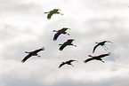 common cranes
