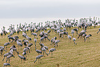 common cranes