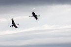 common cranes