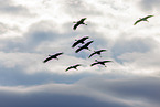 common cranes