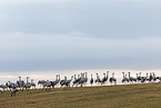 common cranes
