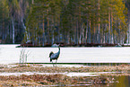 common crane
