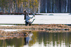 common cranes