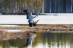 common cranes