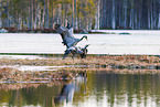 common cranes