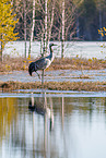 common crane