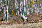 common crane
