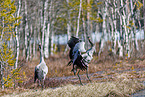 common cranes