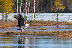 common crane