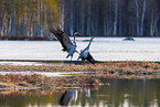 common cranes