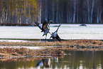 common cranes