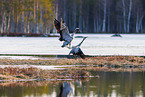 common cranes