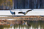 common cranes