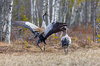 common cranes