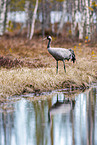 common crane