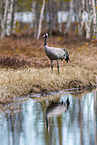 common crane