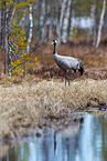 common crane