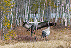 common cranes