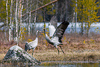 common cranes
