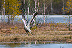 common crane