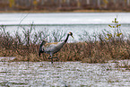 common crane