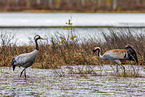 common cranes