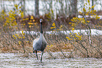 common crane