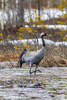 common crane
