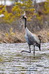 common crane