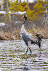 common crane