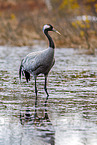 common crane