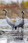 common cranes