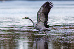 common crane