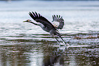common crane