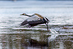 common crane