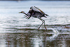 common crane
