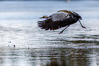 common crane
