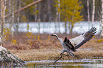 common crane