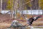 common crane