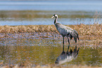 common crane