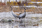 common cranes