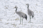 common cranes